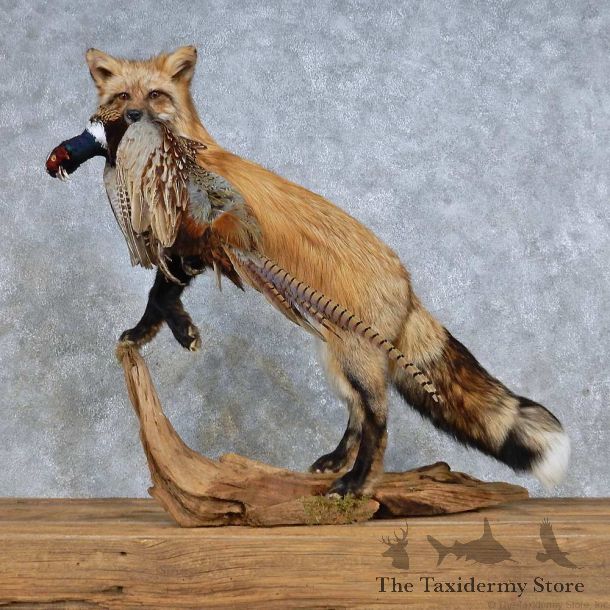 Red Fox Life-Size Mount For Sale #14703 @ The Taxidermy Store