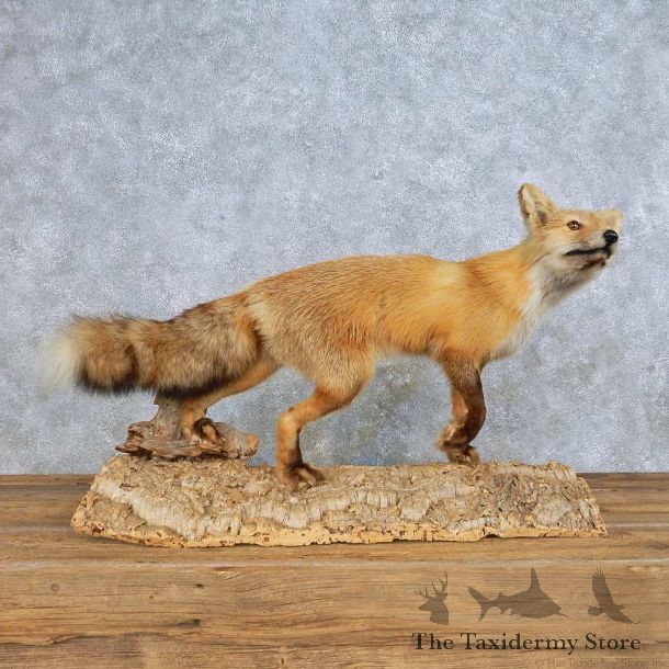 Standing Red Fox Mount For Sale #14704 @ The Taxidermy Store