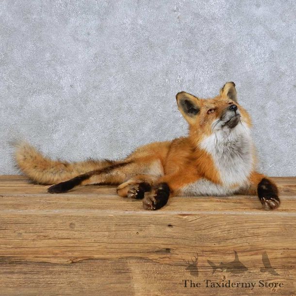Red Fox Life-Size Mount For Sale #14981 @ The Taxidermy Store