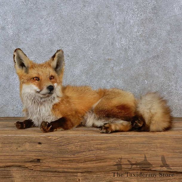 Red Fox Life-Size Mount For Sale #15221 @ The Taxidermy Store