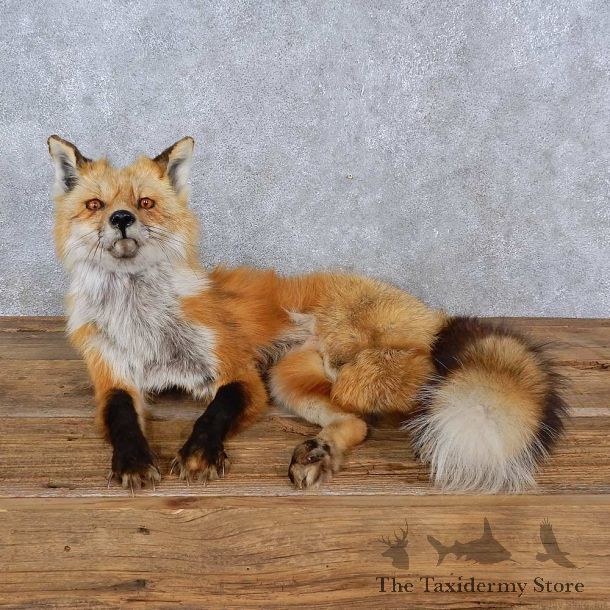 Red Fox Life-Size Mount For Sale #15222 @ The Taxidermy Store