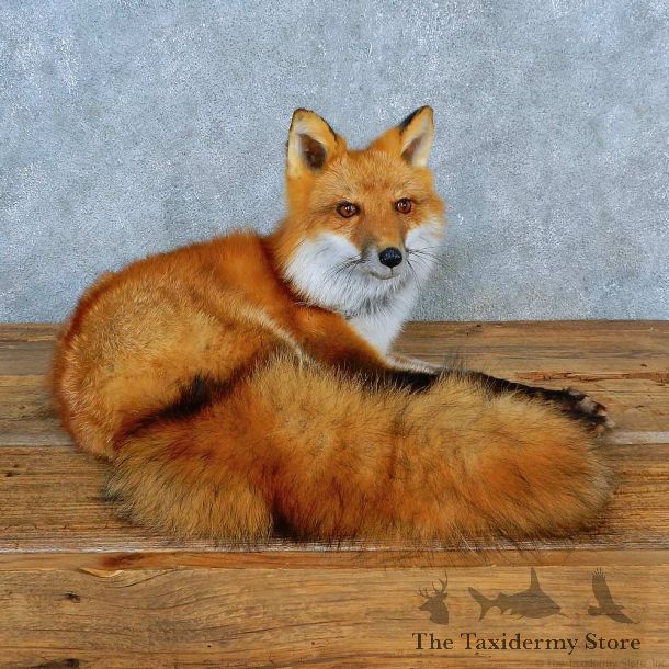 Red Fox Life-Size Mount For Sale #15570 @ The Taxidermy Store