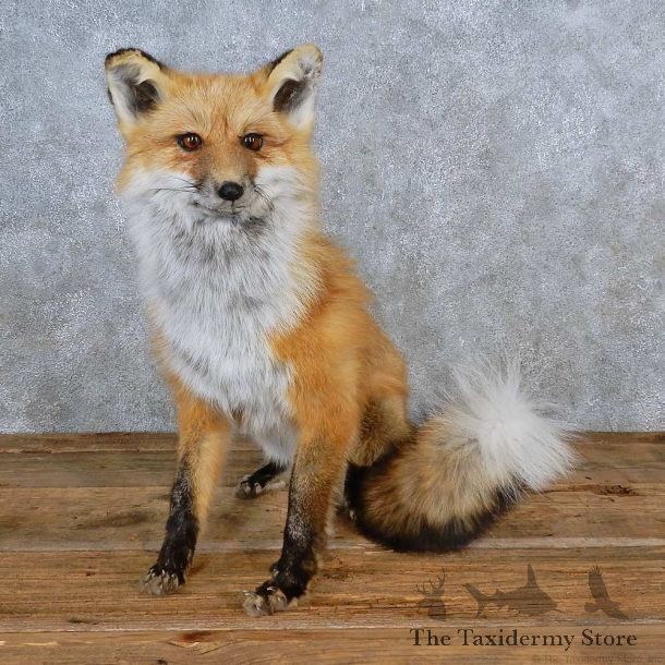Red Fox Life-Size Mount For Sale #15576 @ The Taxidermy Store