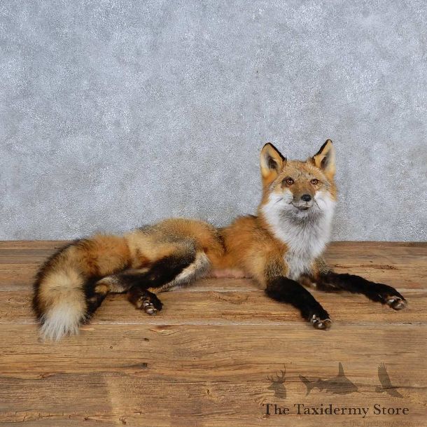 Red Fox Life-Size Mount For Sale #15577 @ The Taxidermy Store