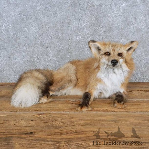 Red Cross Fox Life-Size Mount For Sale #15592 @ The Taxidermy Store