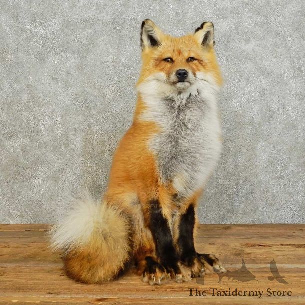 Red Fox Life-Size Mount For Sale #16032 @ The Taxidermy Store