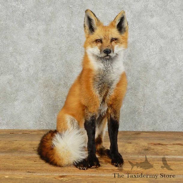 Red Fox Life-Size Mount For Sale #16033 @ The Taxidermy Store