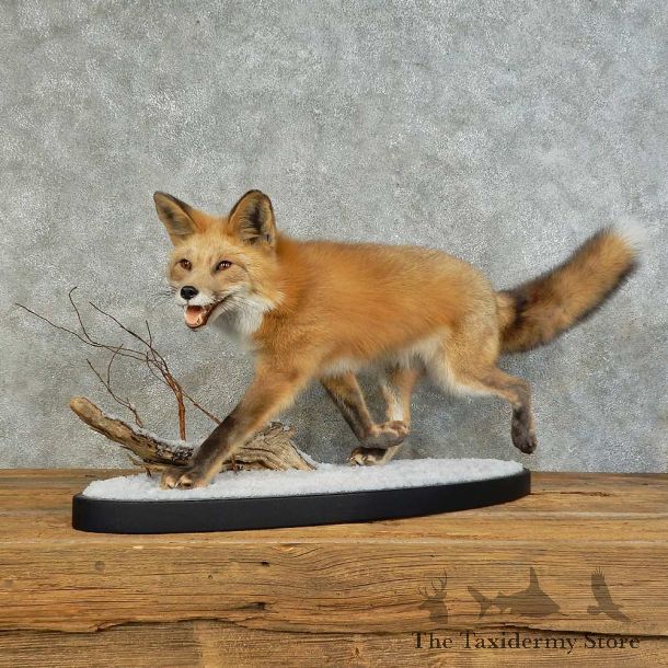Red Fox Life-Size Mount For Sale #16121 @ The Taxidermy Store