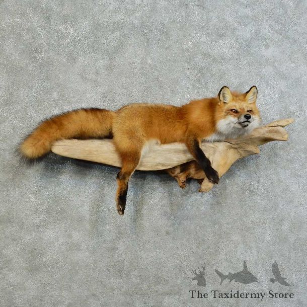 Red Fox Life-Size Mount For Sale #16127 @ The Taxidermy Store