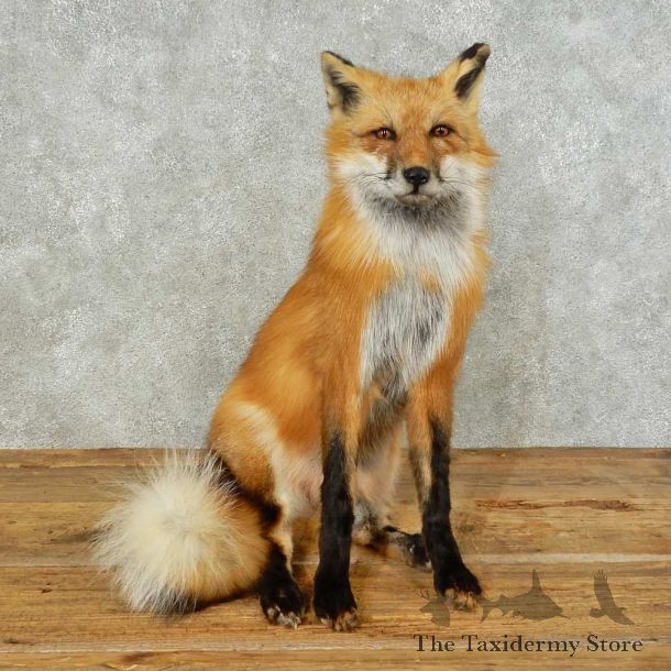 Red Fox Life-Size Mount For Sale #16231 @ The Taxidermy Store