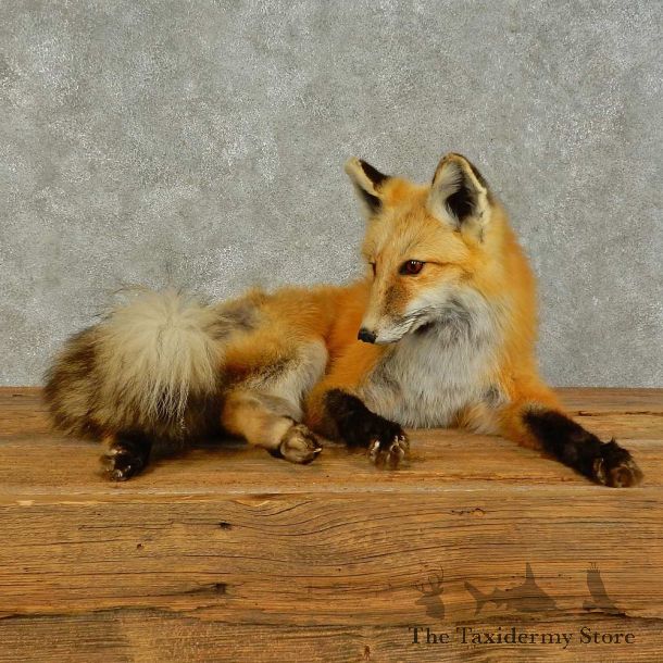 Red Fox Life-Size Mount For Sale #16404 @ The Taxidermy Store