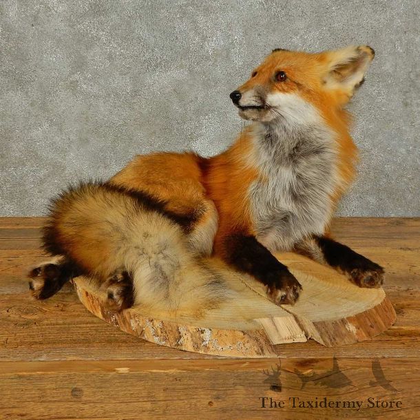 Red Fox Life-Size Mount For Sale #16405 @ The Taxidermy Store