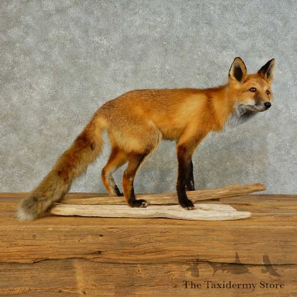 Red Fox Life-Size Mount For Sale #16406 @ The Taxidermy Store