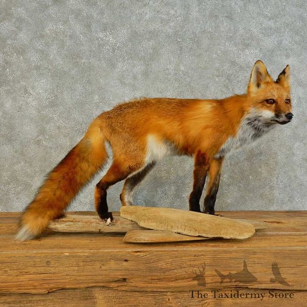 Red Fox Life-Size Mount For Sale #16407 @ The Taxidermy Store