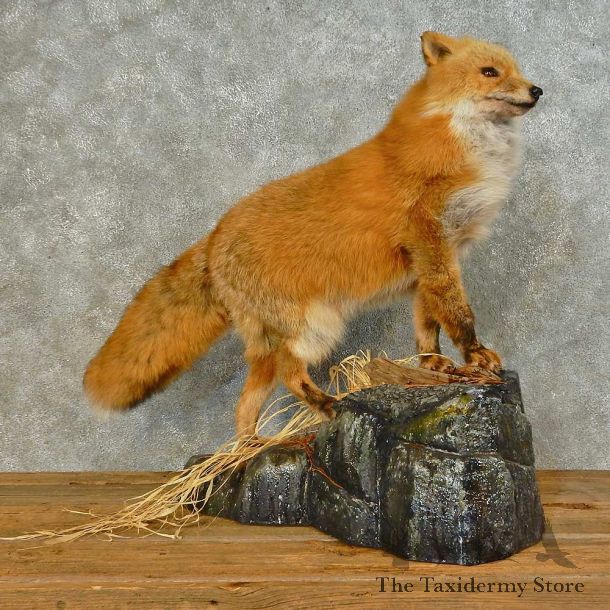 Alaskan Red Fox Life-Size Mount For Sale #16408 @ The Taxidermy Store