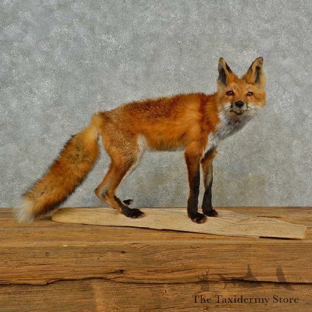 Red Fox Life-Size Mount For Sale #16548 @ The Taxidermy Store