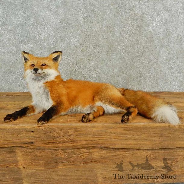 Red Fox Life-Size Mount For Sale #16549 @ The Taxidermy Store