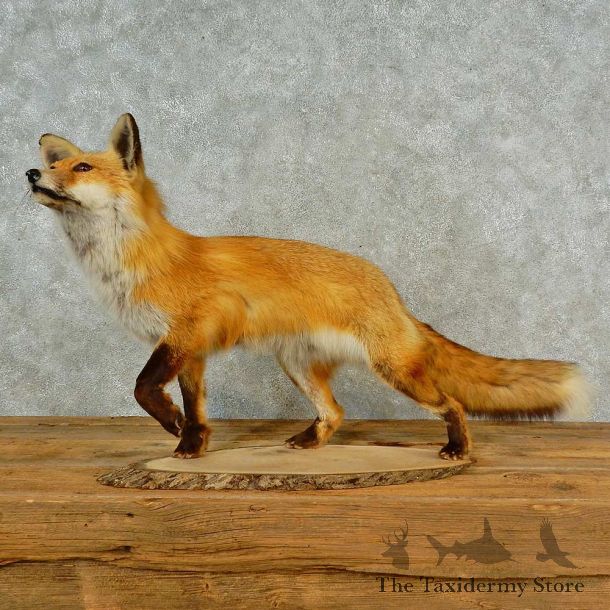 Red Fox Life-Size Mount For Sale #16569 @ The Taxidermy Store