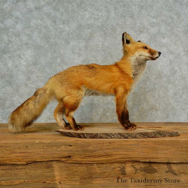 Red Fox Life-Size Mount For Sale #16570 @ The Taxidermy Store