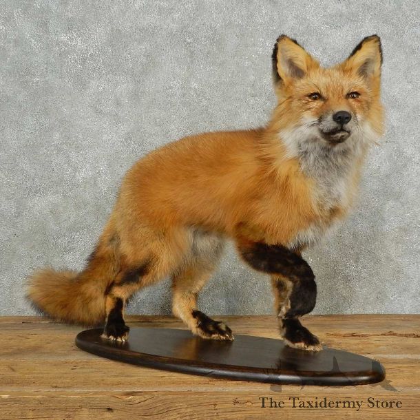 Red Fox Life-Size Mount For Sale #16692 @ The Taxidermy Store