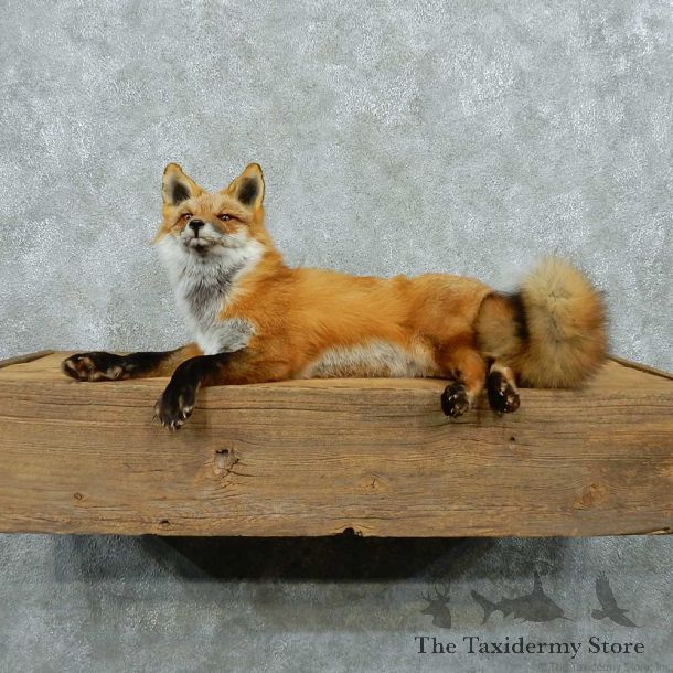 Red Fox Life Size Taxidermy Mount #13262 For Sale @ The Taxidermy Store
