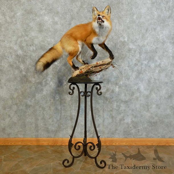 Red Fox Life-Size Mount For Sale #16124 @ The Taxidermy Store