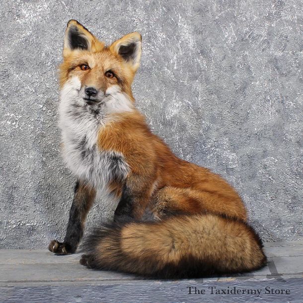 Red Fox Sitting Mount #11809 For Sale @ The Taxidermy Store