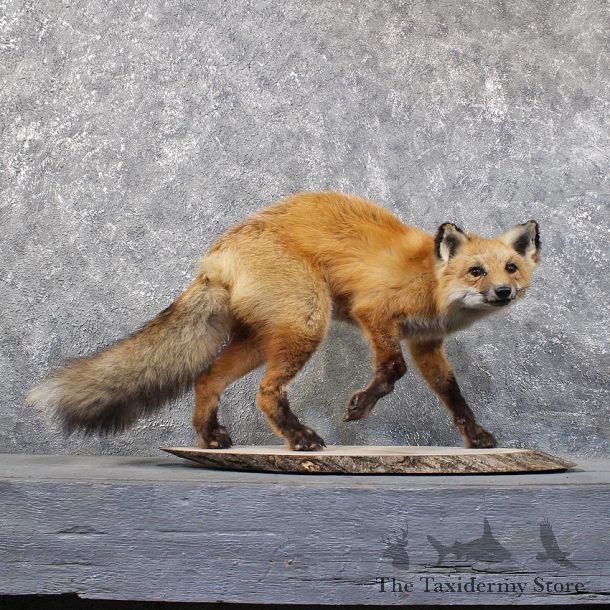 Red Fox Standing Mount #11810 For Sale @ The Taxidermy Store