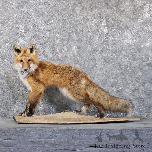Red Fox Standing Mount #11812 For Sale @ The Taxidermy Store