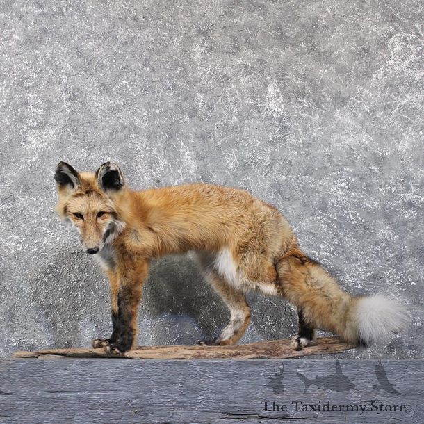 Standing Red Fox Mount #11786 For Sale @ The Taxidermy Store