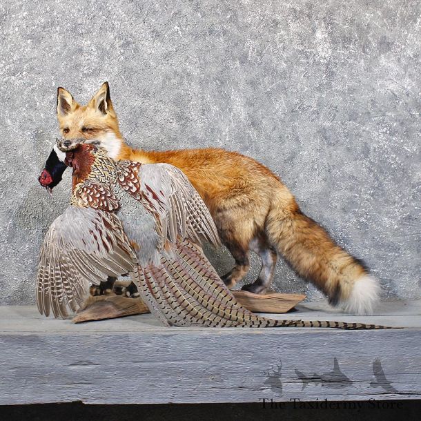 Red Fox Standing Mount w/ Pheasant #11814 For Sale @ The Taxidermy Store