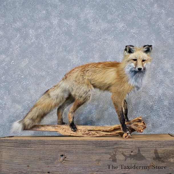 Red Fox Standing Mount #11968 For Sale @ The Taxidermy Store