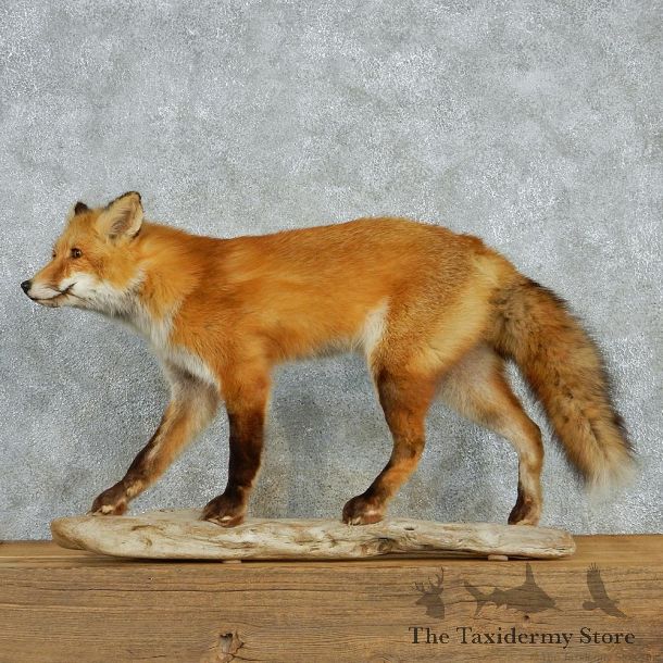 Red Fox Life Size Standing Taxidermy Mount #12998 For Sale @ The Taxidermy Store