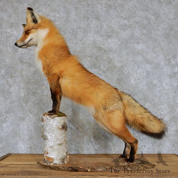 Red Fox Life-Size Taxidermy Mount #13116 For Sale @ The Taxidermy Store