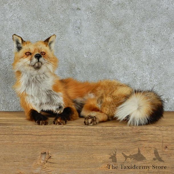 Red Fox Life Size Standing Taxidermy Mount #13126 For Sale @ The Taxidermy Store