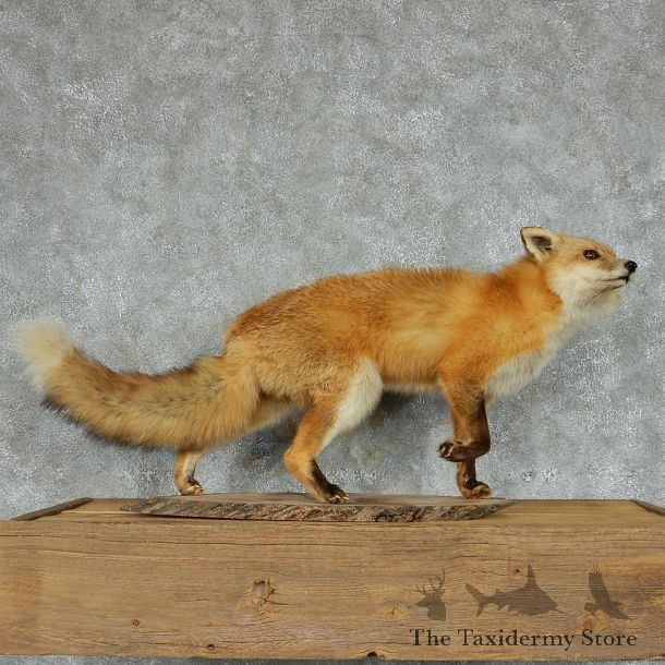 Red Fox Standing Life-Size Taxidermy Mount #13138 For Sale @ The Taxidermy Store