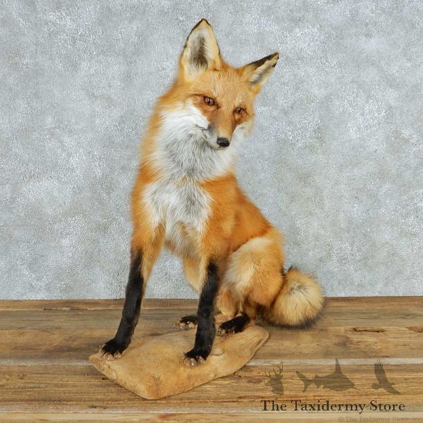 Standing Red Fox Life Size Mount #13548 For Sale @ The Taxidermy Store