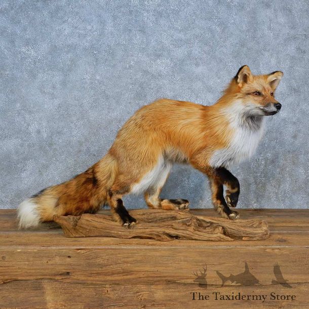 Red Fox Mount For Sale #15418 @ The Taxidermy Store