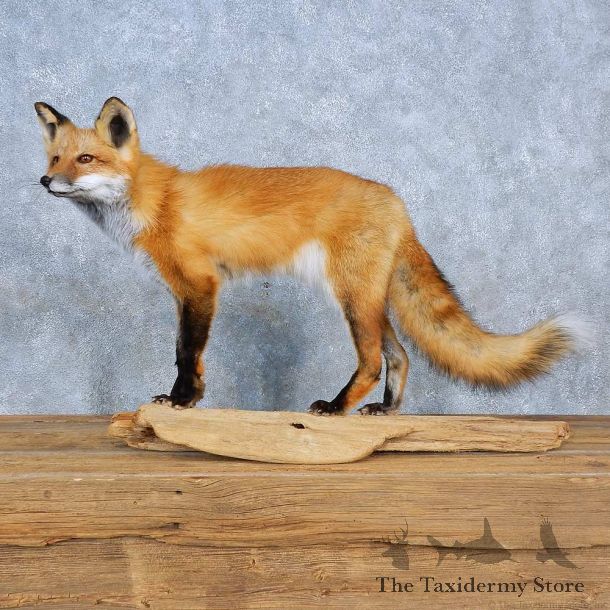 Red Fox Mount For Sale #15419 @ The Taxidermy Store