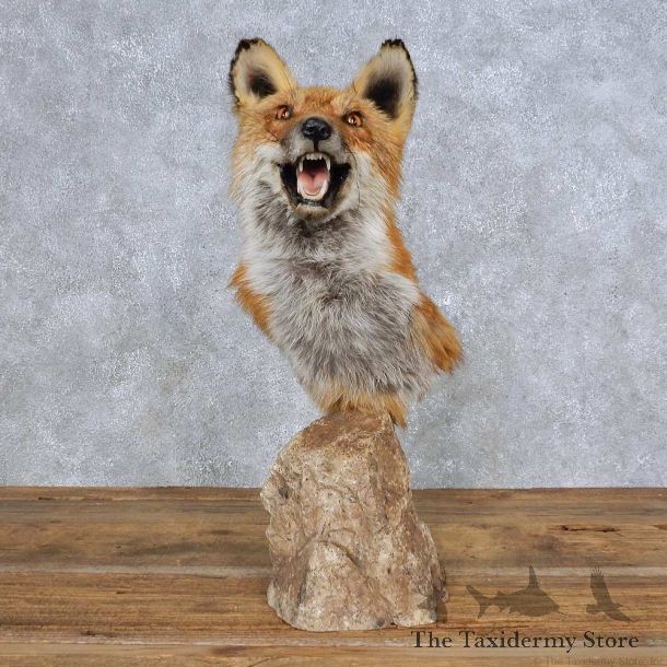 Red Fox Shoulder Pedestal Mount For Sale #14148 @ The Taxidermy Store