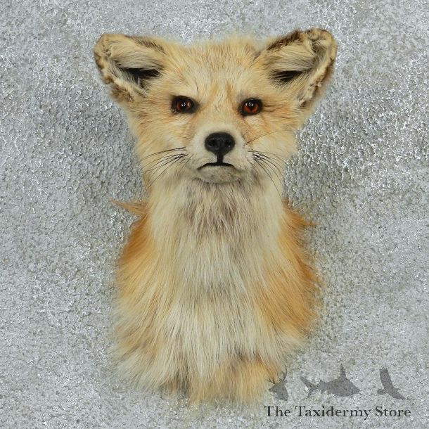 Red Fox Shoulder Taxidermy Head Mount #12762 For Sale @ The Taxidermy Store