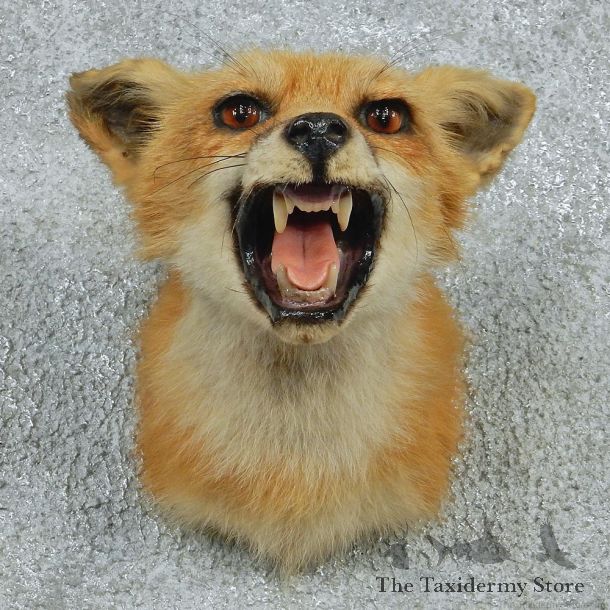 Red Fox Shoulder Taxidermy Head Mount #12763 For Sale @ The Taxidermy Store