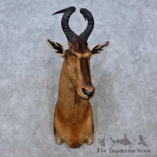Red Hartebeest Shoulder Mount For Sale #15200 @ The Taxidermy Store