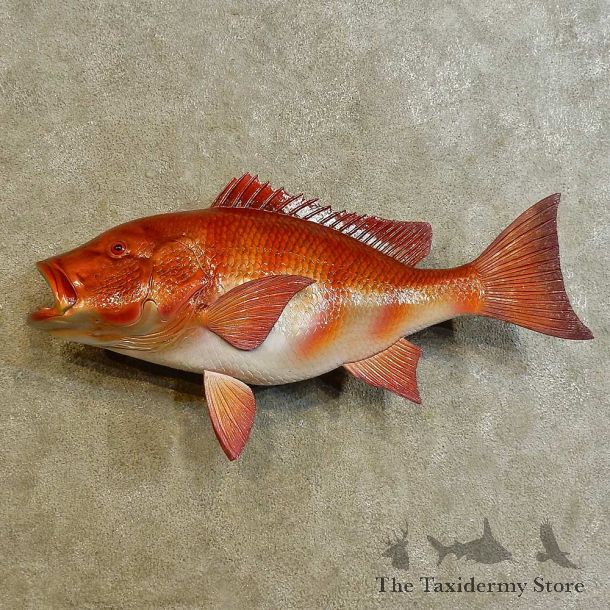 Red Snapper Replica Fish Mount For Sale #16535 @ The Taxidermy Store