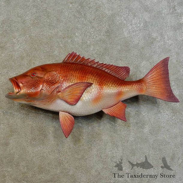 Red Snapper Replica Fish Mount For Sale #16536 @ The Taxidermy Store