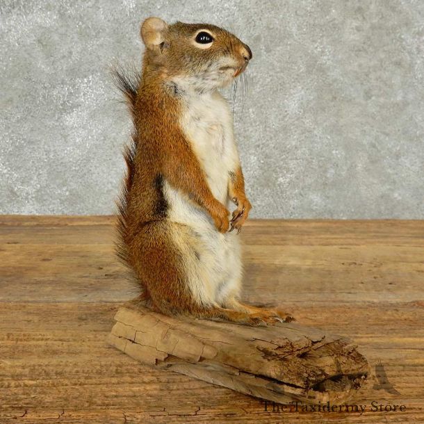 Red Squirrel Life-Size Mount For Sale #16784 @ The Taxidermy Store