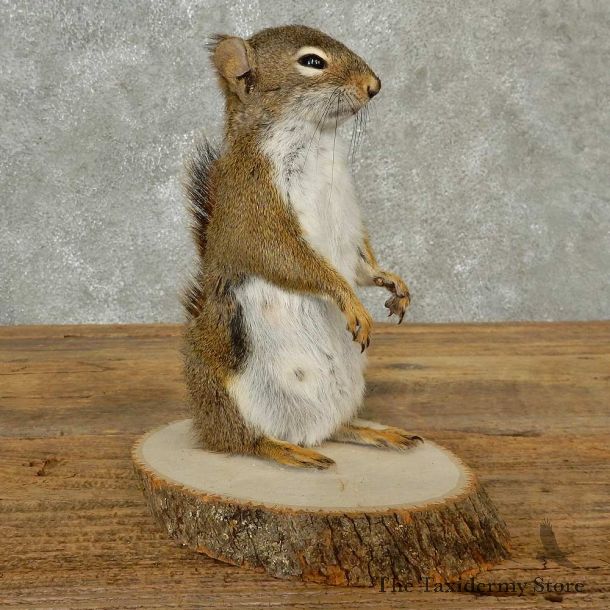 Red Squirrel Life-Size Mount For Sale #16786 @ The Taxidermy Store