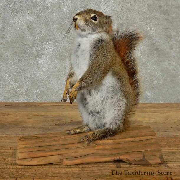 Red Squirrel Life-Size Mount For Sale #16787 @ The Taxidermy Store