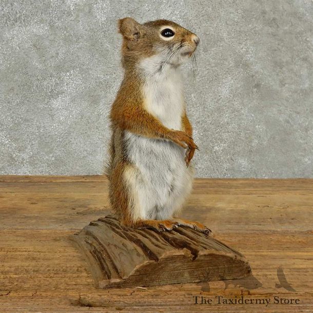 Red Squirrel Life-Size Mount For Sale #16788 @ The Taxidermy Store