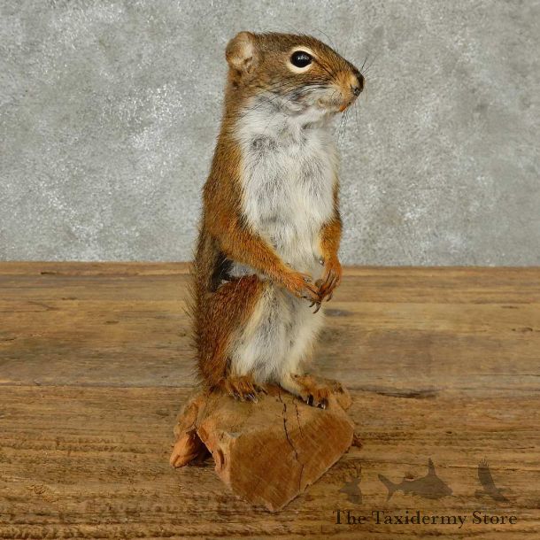 Red Squirrel Life-Size Mount For Sale #16789 @ The Taxidermy Store